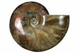 Flashy Red Iridescent Ammonite #155147-1